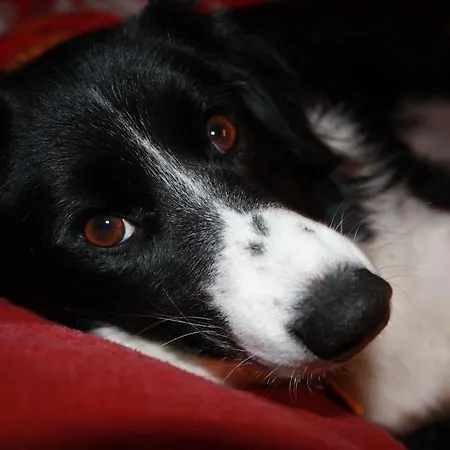 Hof Goerrespesch-ferien Im Herzen Der Schneifel *