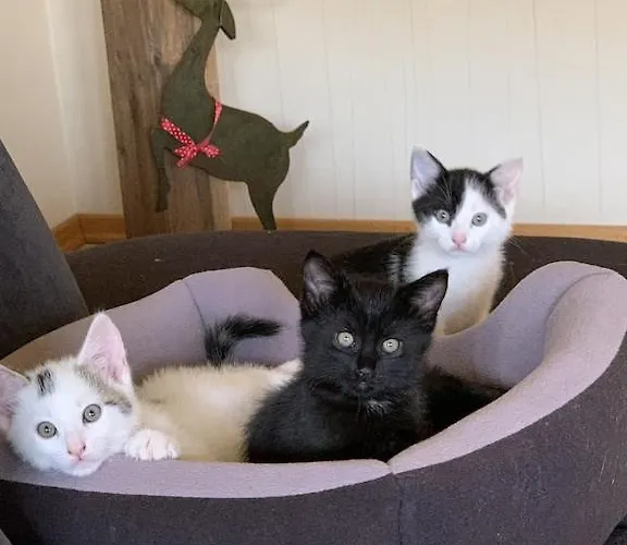 Apartment Hof Görrespesch-ferien Im Herzen Der Schneifel Schlausenbach