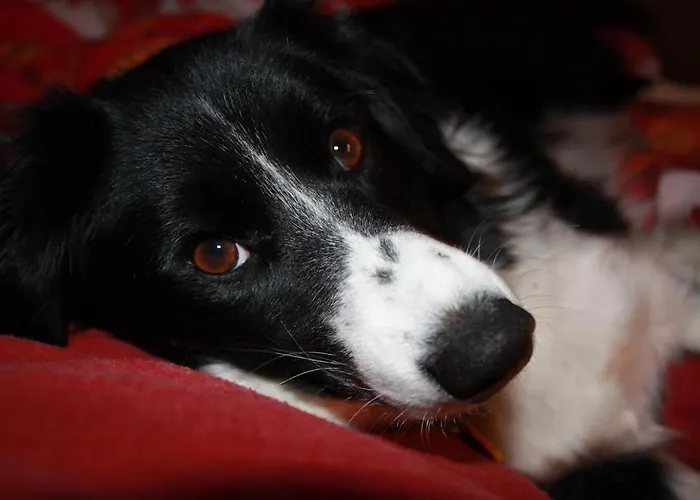 Hof Görrespesch-ferien Im Herzen Der Schneifel *